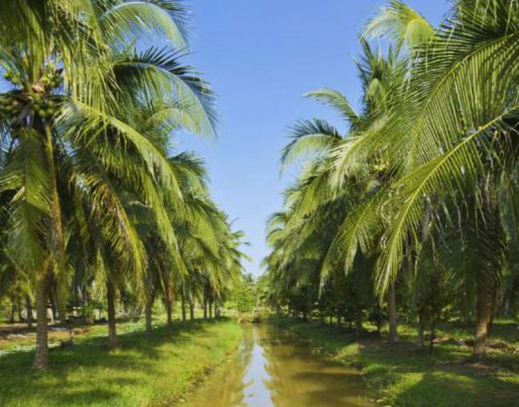 Trang trại Dừa